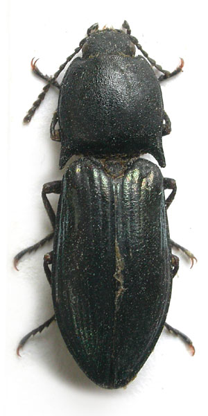 Selatosomus songoricus