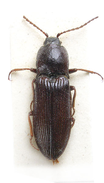 Selatosomus spretus