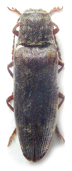 Senodonia brancuccii