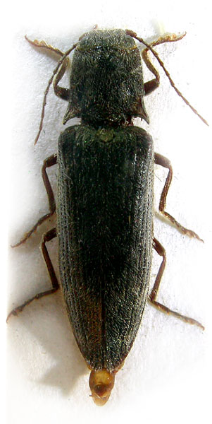 Senodonia brancuccii