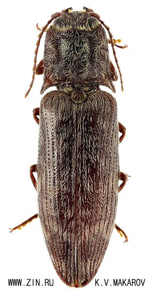 Senodonia sculpticollis