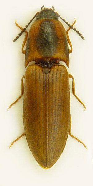 Sericus brunneus