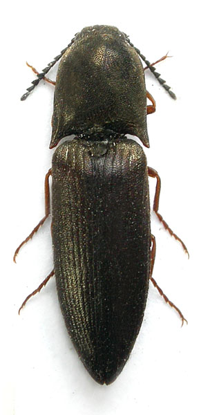 Sericus fujisanus