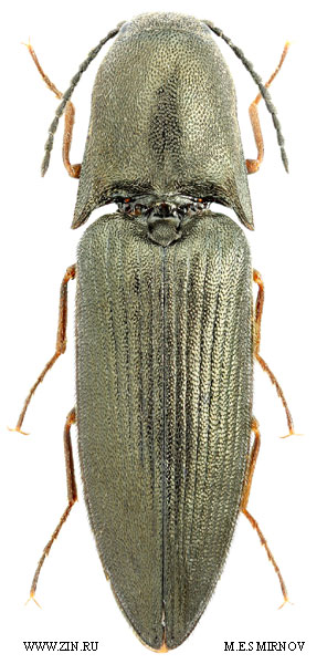 Sericus fujisanus