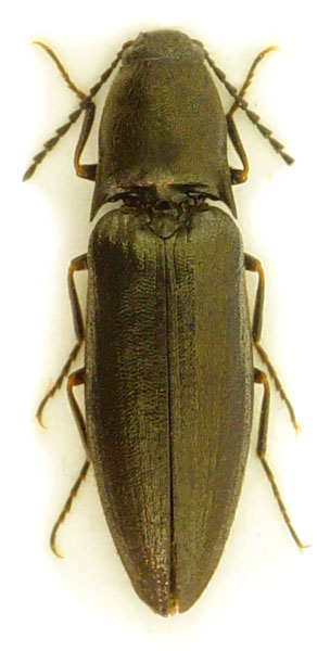 Sericus subaeneus