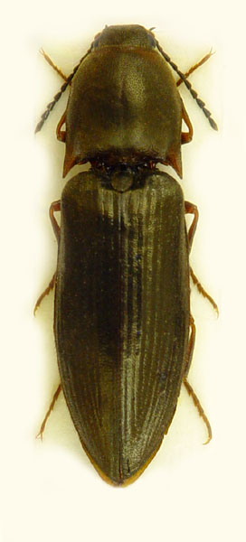 Sericus subaeneus