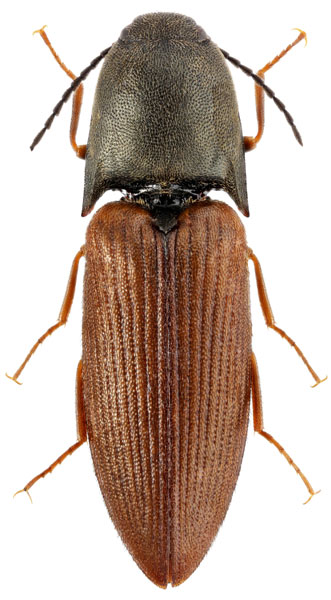 Sericus sulcipennis