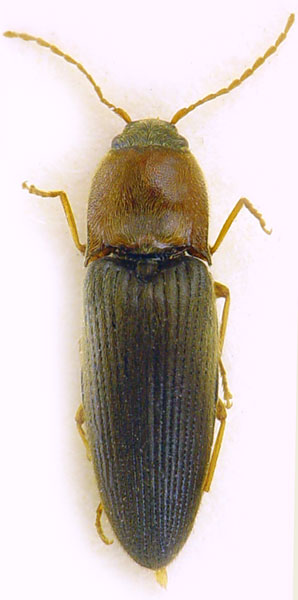 Silesis atramentarius