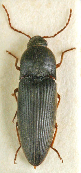 Silesis atramentarius