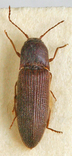 Silesis punctatus