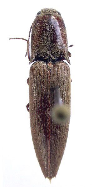 Simodactylus preusii