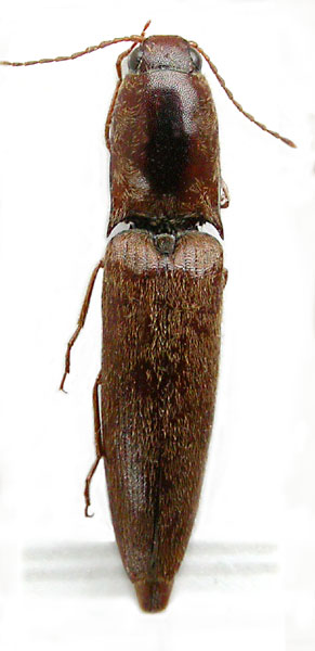 Simodactylus rougemonti