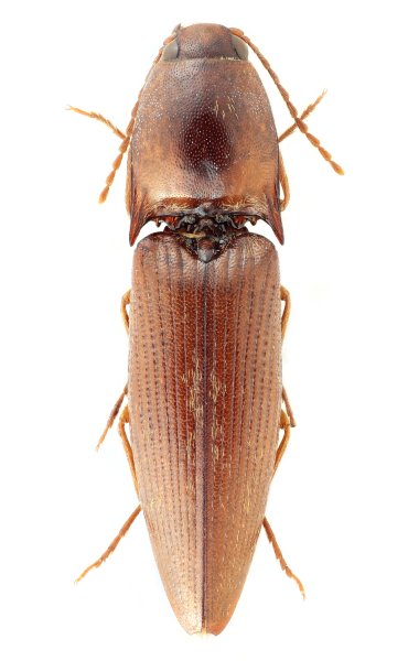 Simodactylus yamianus