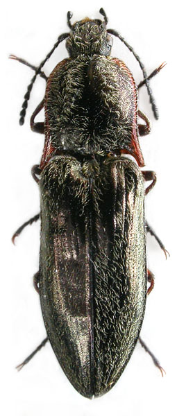 Sinophotistus basumensis