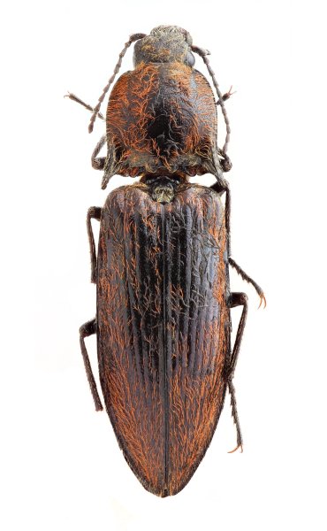 Sinophotistus modestus