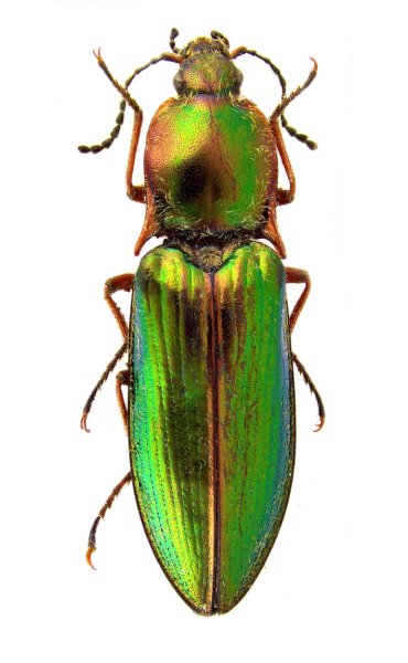 Sinophotistus nyinatriensis