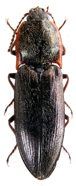 Sinophotistus punctipennis