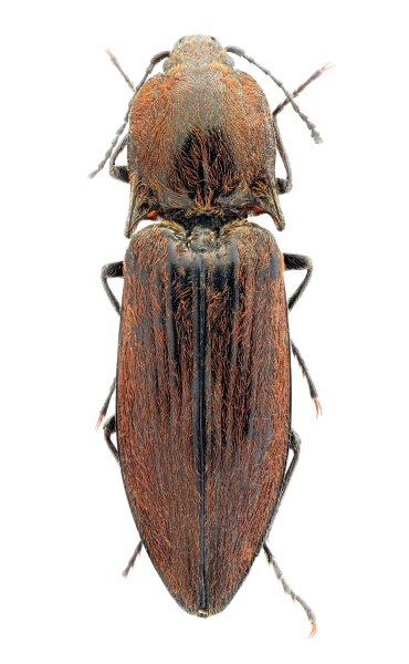 Sinophotistus rufopilosus