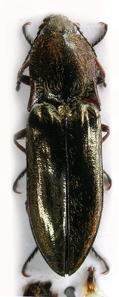 Sinophotistus sichuanensis