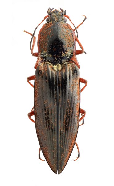 Sinophotistus spinosulus