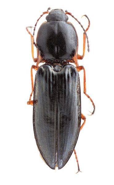Sinophotistus sulcatoides