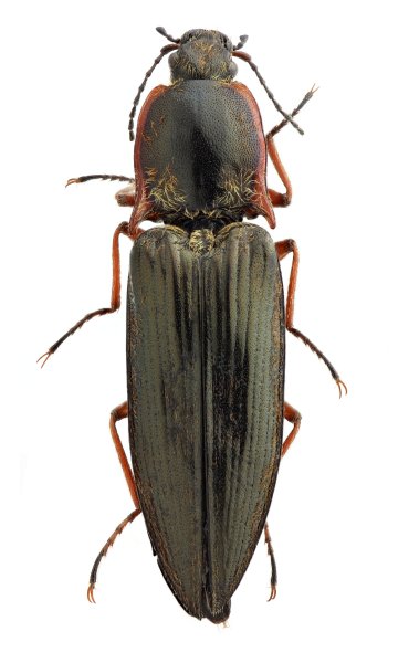 Sinophotistus yunnanensis
