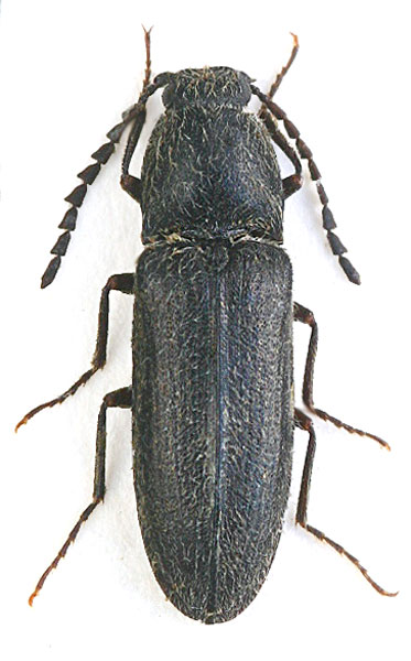 Solskyana hirta