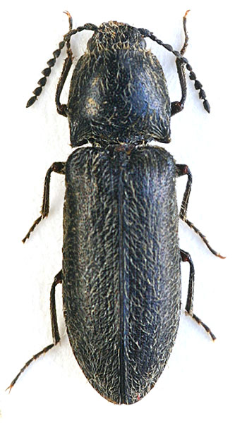 Solskyana hirta