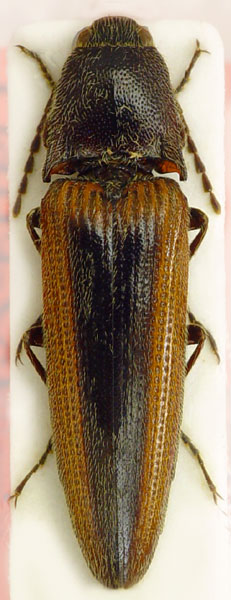 Spheniscosomus bertrandi