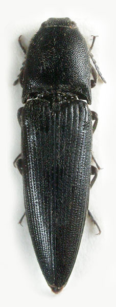 Spheniscosomus cuneiformis