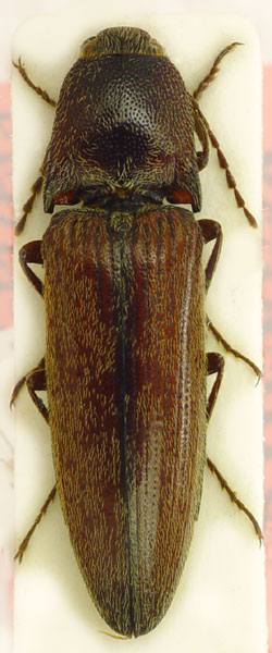 Spheniscosomus ignotus