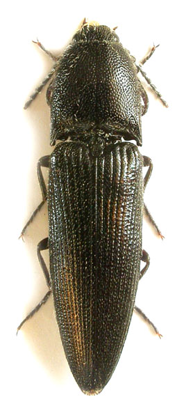 Spheniscosomus sulcicollis