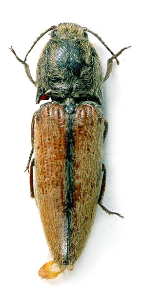 Spheniscosomus svandai