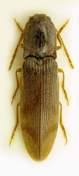 Stenagostus rhombeus