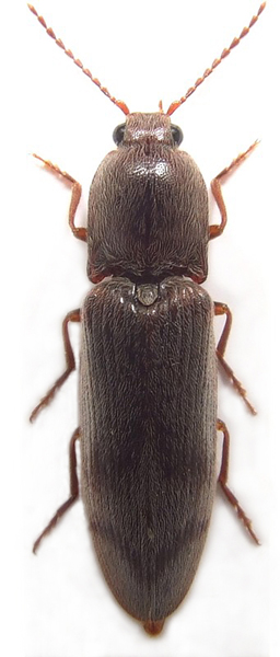 Stenagostus rhombeus