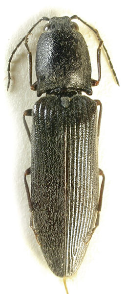 Stenagostus rosti