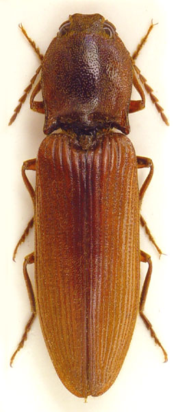 Stenagostus rufus