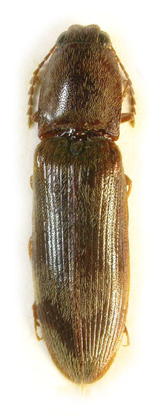 Stenagostus umbratilis