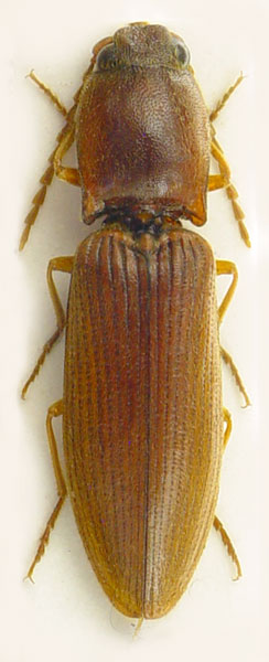 Stenagostus zurcheri