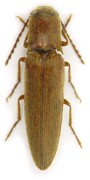 Synaptus filiformis