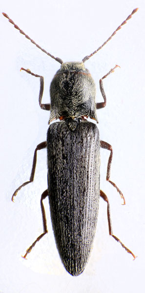 Synaptus filiformis