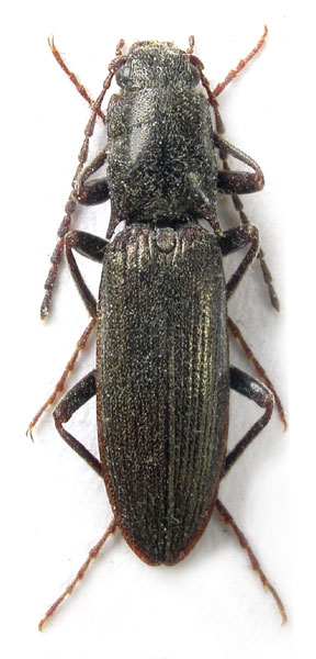 Tarnawskianus becvari