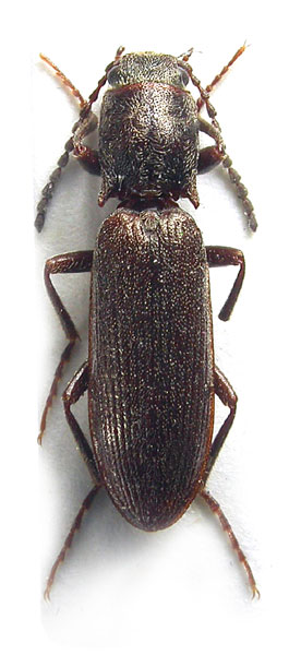 Tarnawskianus kucerai