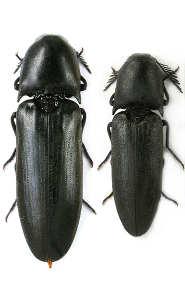 Tetrigus cyprius