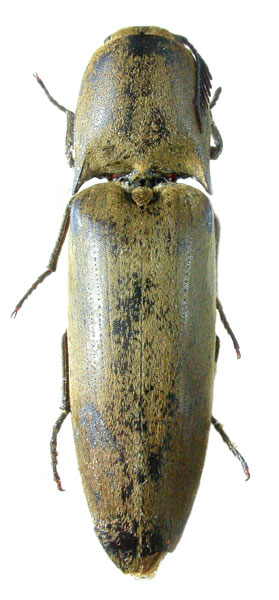 Tetrigus flabellatus