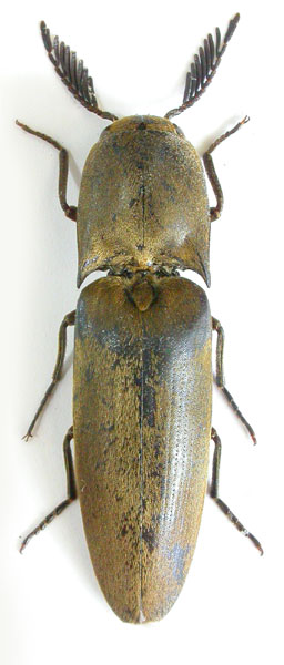 Tetrigus lewisi