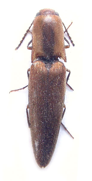 Tinecus burmasiamensis