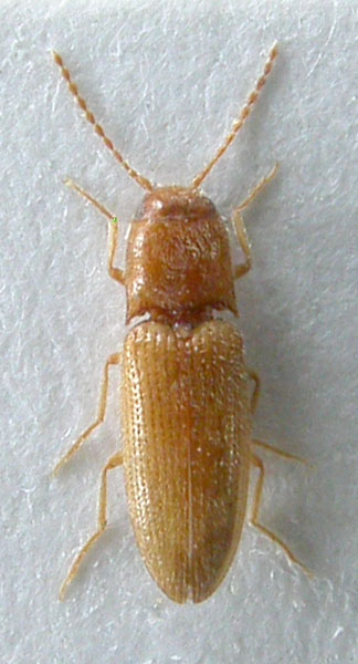 Tolphorea pallida