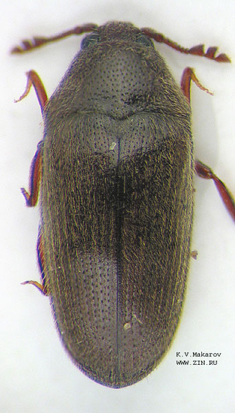 Trixagus carinifrons