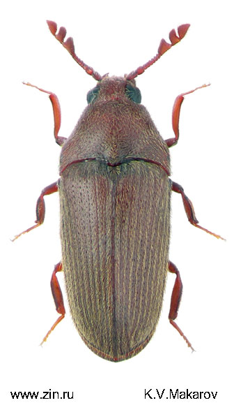 Trixagus carinifrons